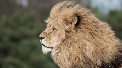 Adult Male Lion Front Profile