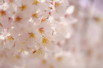 春・桜・満開