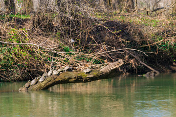 Spring time at the lake