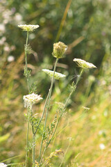 Closeup of wild carrot in bloom with blurred plants on background