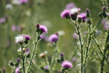 Closeup of spiny plumeless thistle in bloom with selective focus on foreground