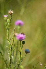 Closeup of bee on spiny plumeless thistle in bloom with green blurred plants on background