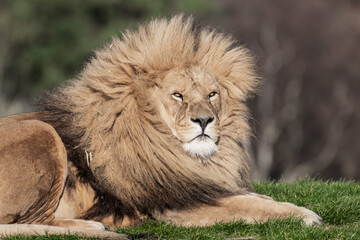 Naklejka na ściany i meble Adult Male Lion Resting on Grass