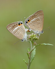 Obraz premium butterfly on a flower
