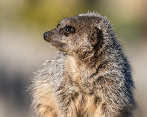 Fototapeta premium Young Meerkat Looking Out for Predators