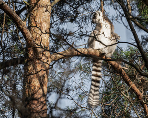 Ring Tailed Lemur Sitting in a Tree © Ian