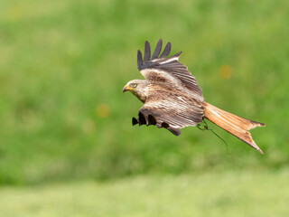 Rotmilan im Gleitflug, Nationalpark Harz, Deutschland (Milvus milvus)