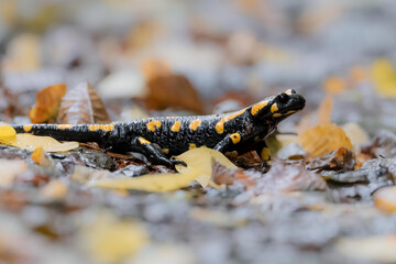Feuersalamander im Herbst, Steiermark, Österreich (Salamandra salamandra)