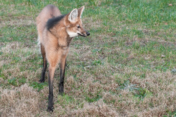 Maned Wolf Standing on Grass