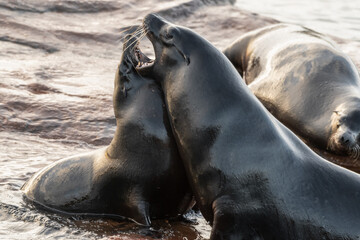 Group of Californian Seal's Standing on a Small Island