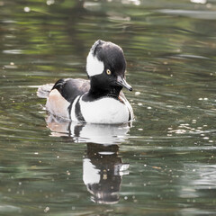 Male Hooded Mergenser Floating on Water