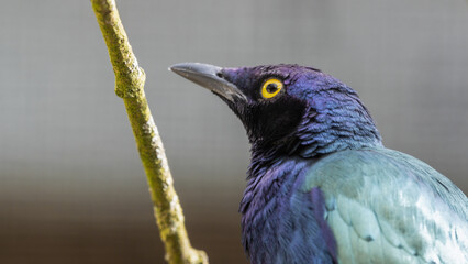 Purple Glossy Starling Perched on a Branch