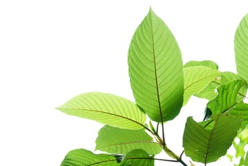 Naklejka na ściany i meble In selective focus a branch of Kratom leaves with sunlight on white isolated background for green foliage backdrop
