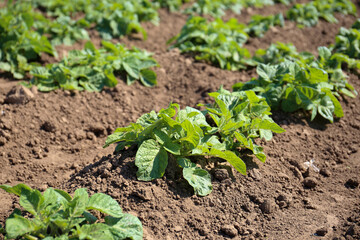 Young sprouts of potato in the ground