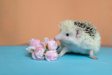 Cute funny hedgehog smells flowers. Treating seasonal allergies. Allergy to animals and flowering....