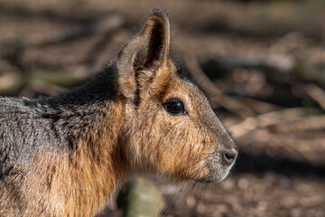 Clse up Side Profile Patagonian Mara