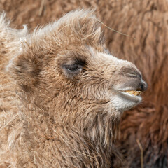 Close up Young Bactrian Camel