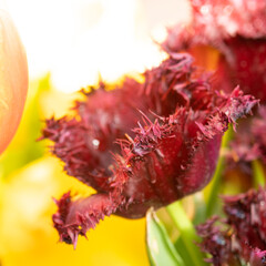 An abundance of tulip flowers in a flower bed. Dark red tulips with fringed petals. Beautiful...