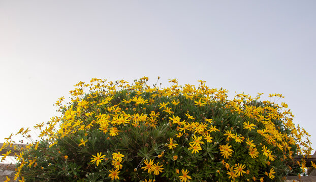 Euryops pectinatus or grey-leaved euryops or yellow bush daisy or Euryops sonnenschein. Yellow flowers with a blue sky. Shot from below and copy space.