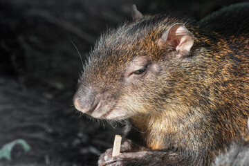 Agouti Holding Food in its Paws
