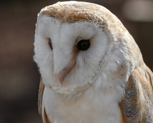 Close up Beautiful Barn Owl
