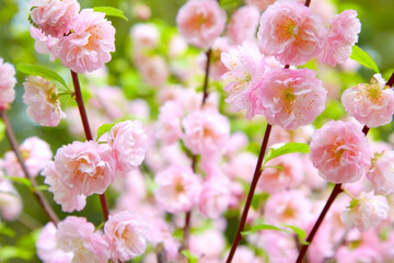 Delicate spring pink background with sakura cherry tree flowers