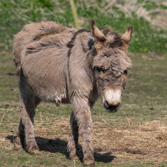 Light Brown Donkey Walking in a Field