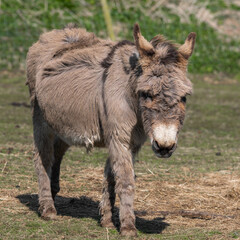 Light Brown Donkey Walking in a Field