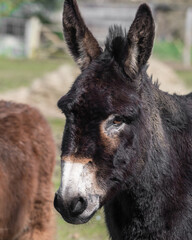 Dark Brown Donkey Standing in a Field