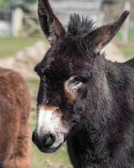 Fototapeta premium Dark Brown Donkey Standing in a Field