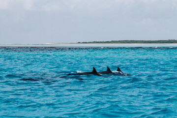 Obraz premium The virgin nature of New Caledonia with its beautiful landscapes