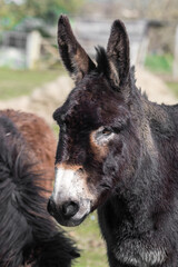 Fototapeta premium Dark Brown Donkey Standing in a Field