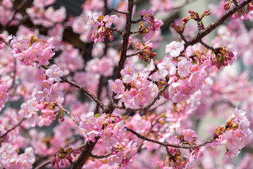 Cherry blossoms, Kawazu Zakura tree