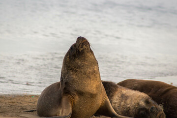 sea lion on the beach
