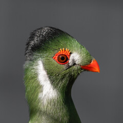 Close up Side View White Cheeked Turaco