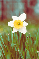 vibrant flower scene a bunch of flowers