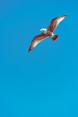 city birds in the city