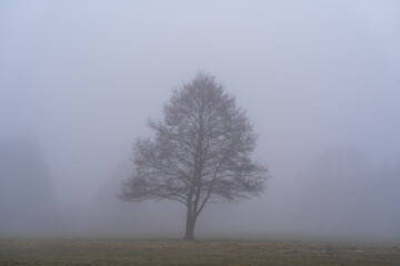 misty morning in the meadow