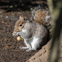 Grey Squirrel Feeding on Nuts