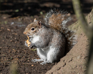 Grey Squirrel Feeding on Nuts