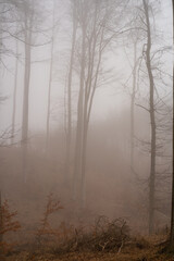 Fototapeta na wymiar misty morning on the forest