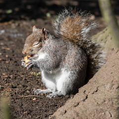 Grey Squirrel Feeding on Nuts