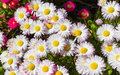 Pinkish white Fleabane or Seaside Daisies Erigeron glaucous 'Sea Breeze'. Daisy seabreeze erigeron glaucus flowers