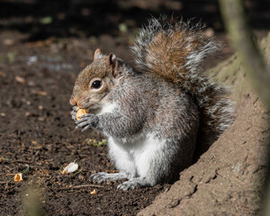 Fototapeta premium Grey Squirrel Feeding on Nuts
