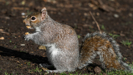 Grey Squirrel Feeding on Nuts