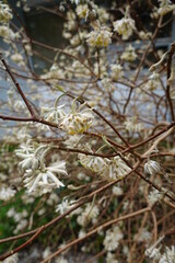 Paper bush (Edgeworthia chrysantha) gets its name from its bark, which is used in Asia to make high-quality paper.