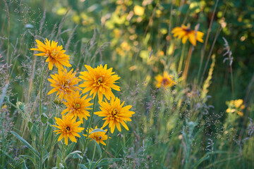bouquet of yellow rudbeckias in the meadow
