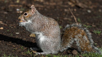 Grey Squirrel Feeding on Nuts