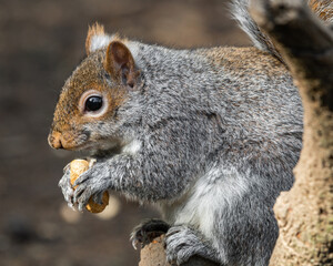 Grey Squirrel Feeding on Nuts