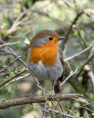 European Robin Perched in a Tree